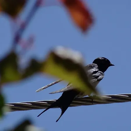 Semesterbostad Blue *